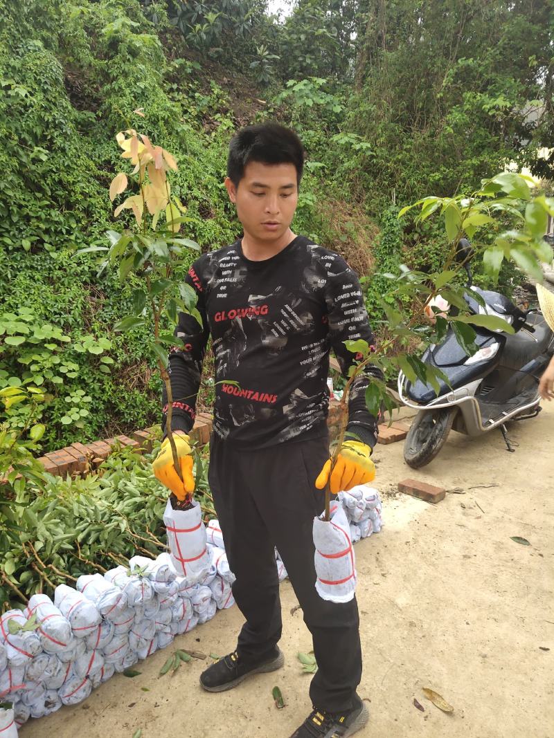 桂味荔枝苗地苗打泥球杯苗等等现苗基地直供