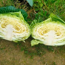 四川扁包菜莲花白铁头脆包紧包奥奇娜富士春出口包菜