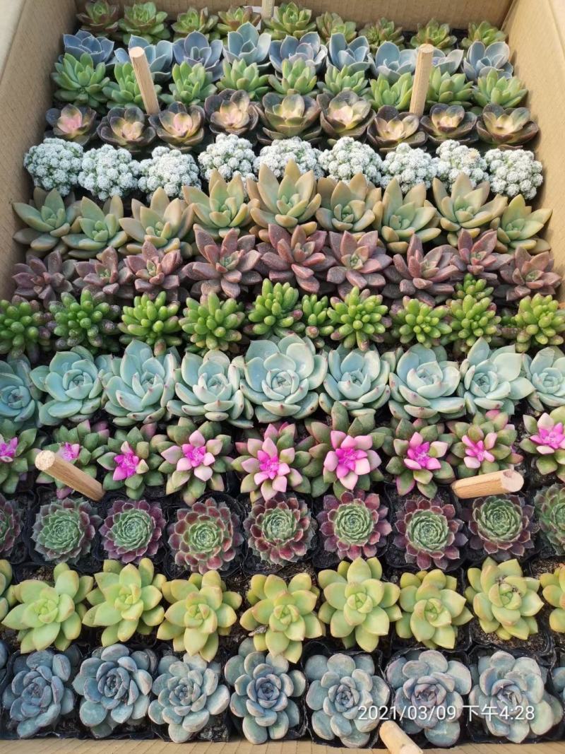 13色混色117颗多肉植物