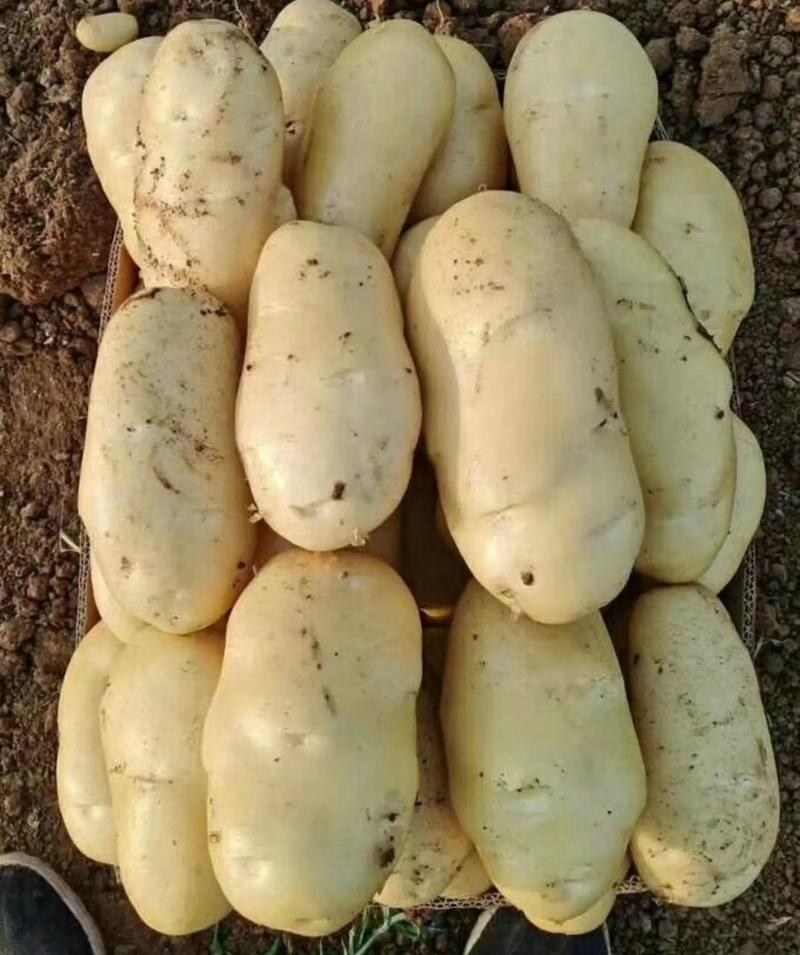 精选山东荷兰十五黄心土豆，物美价廉，协助找车，产地发货