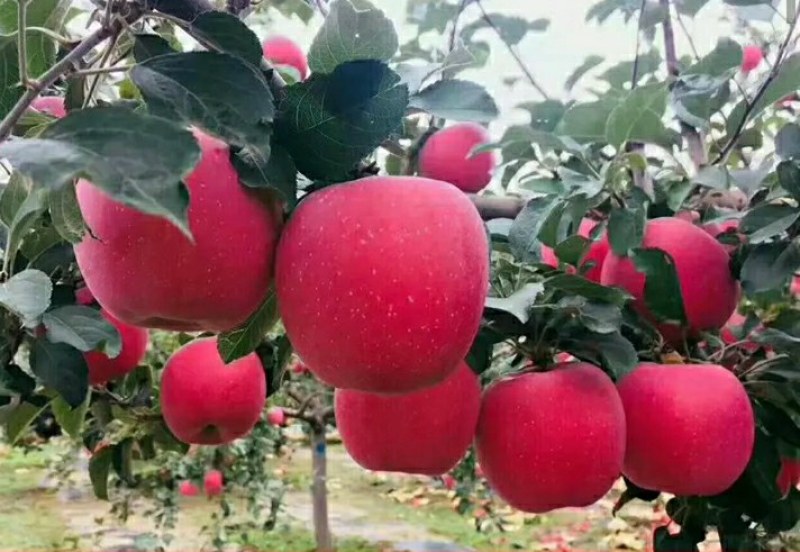 【好货】红富士苹果苗，烟富10号，品种纯正，口感好产量高