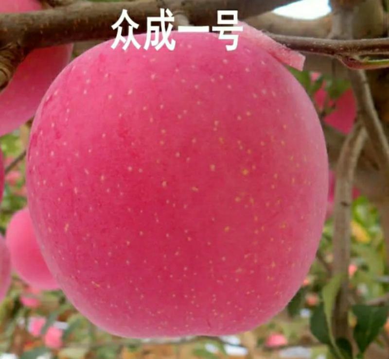 【好货】红富士苹果苗，烟富10号，品种纯正，口感好产量高