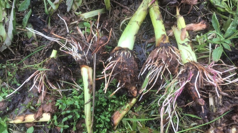 批发香芋头种苗槟榔芋头基地直供，香粉糯产量高送技术指导