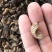 蛴螬500g野生蛴螬干野生土蚕老母虫核桃虫