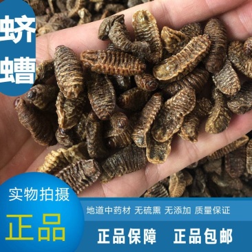 蛴螬500g野生蛴螬干野生土蚕老母虫核桃虫