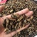 蛴螬500g野生蛴螬干野生土蚕老母虫核桃虫
