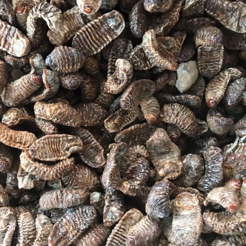 蛴螬500g野生蛴螬干野生土蚕老母虫核桃虫
