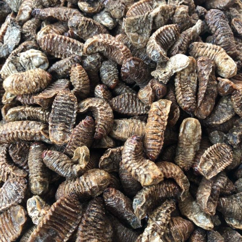 蛴螬500g野生蛴螬干野生土蚕老母虫核桃虫