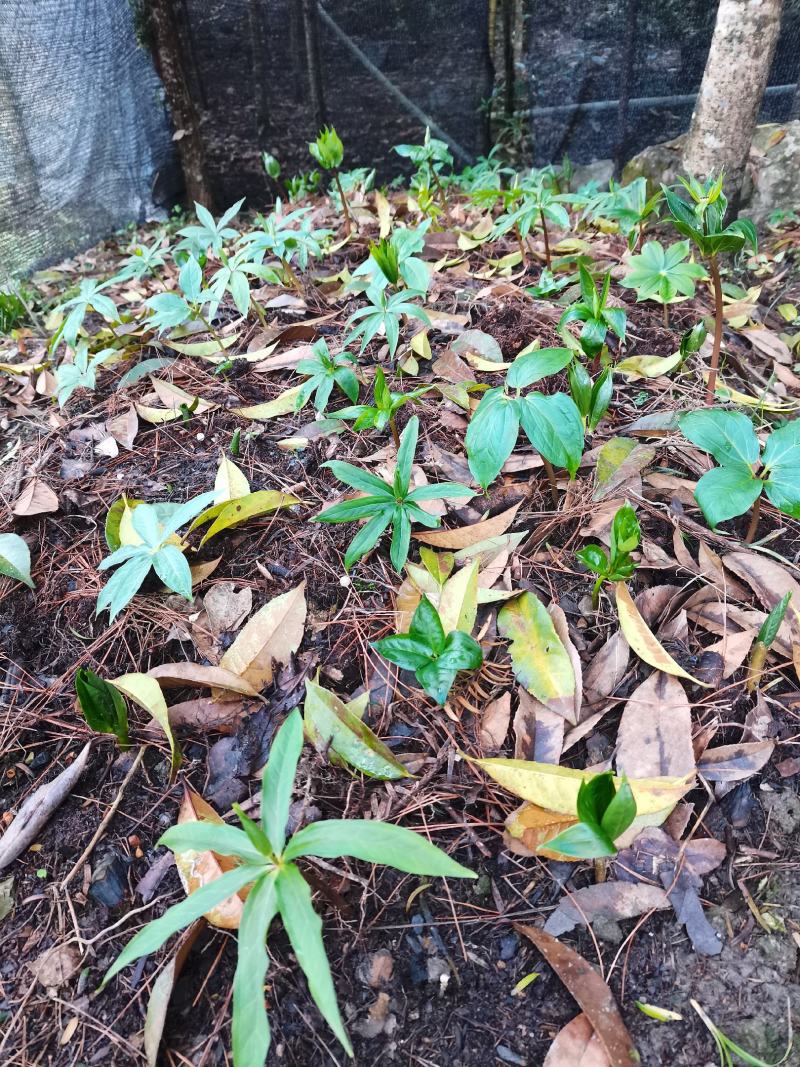 药材种苗（恩施本地野生七叶一枝花）