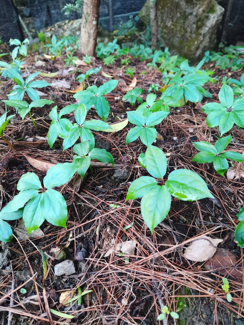 药材种苗（恩施本地野生七叶一枝花）