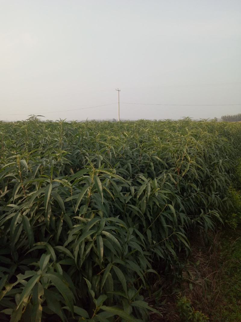 【基地直发】早熟油蟠桃苗珍珠油桃苗嫁接成品苗成活率高