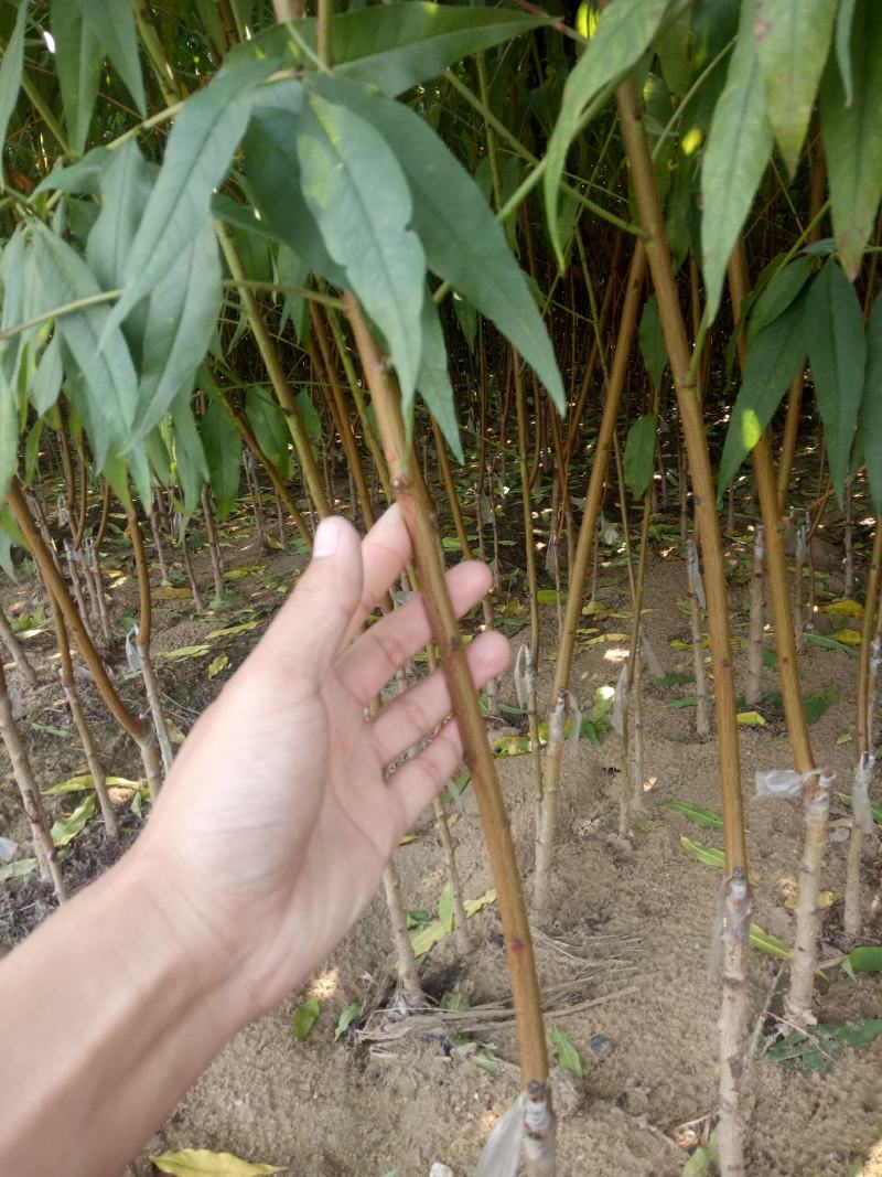 【基地直发】早熟油蟠桃苗珍珠油桃苗嫁接成品苗成活率高