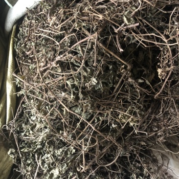 绞股兰。常年购销各种中药材