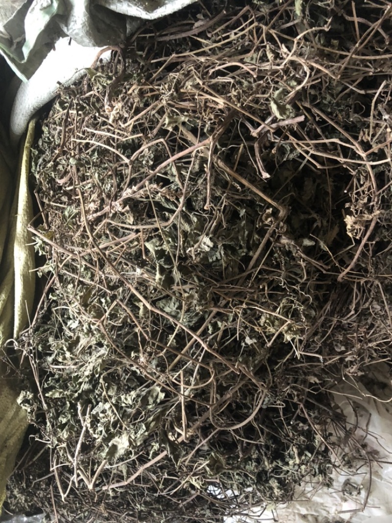 绞股兰。常年购销各种中药材