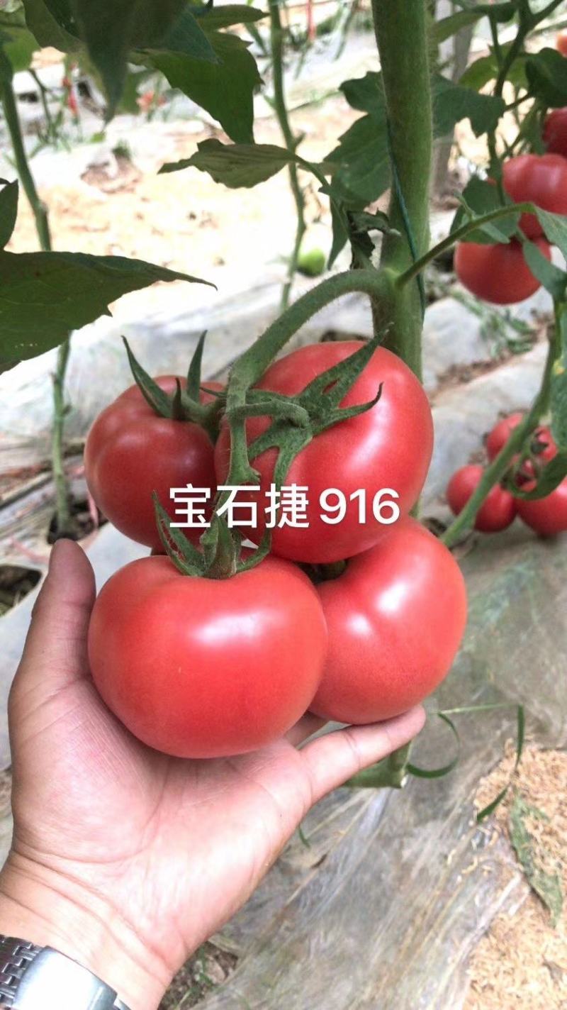 西红柿苗寿光精品西红柿苗，育苗基地发货高抗病毒