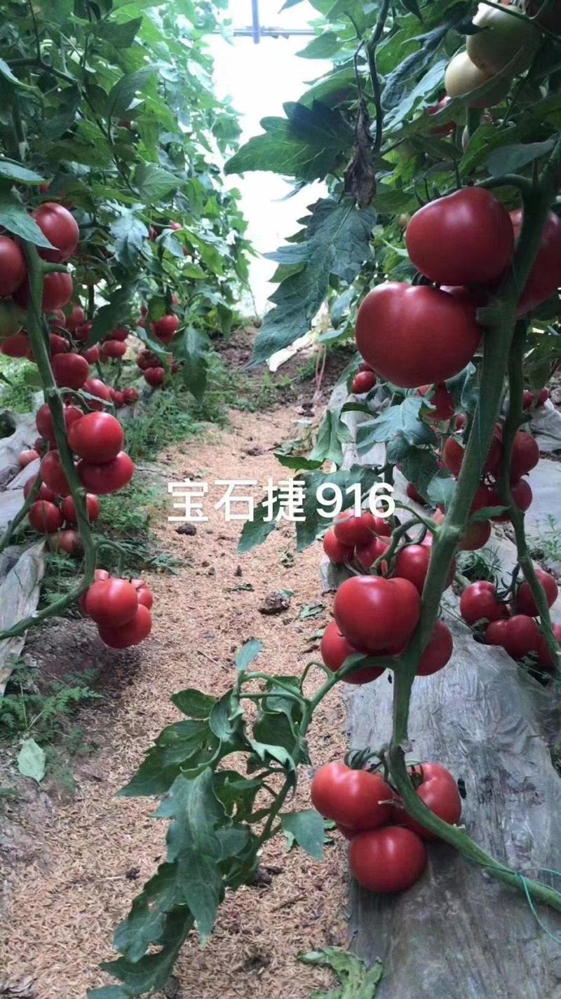 西红柿苗寿光精品西红柿苗，育苗基地发货高抗病毒