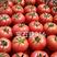 西红柿苗寿光精品西红柿苗，育苗基地发货高抗病毒