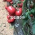 西红柿苗寿光精品西红柿苗,育苗基地发货高抗病毒