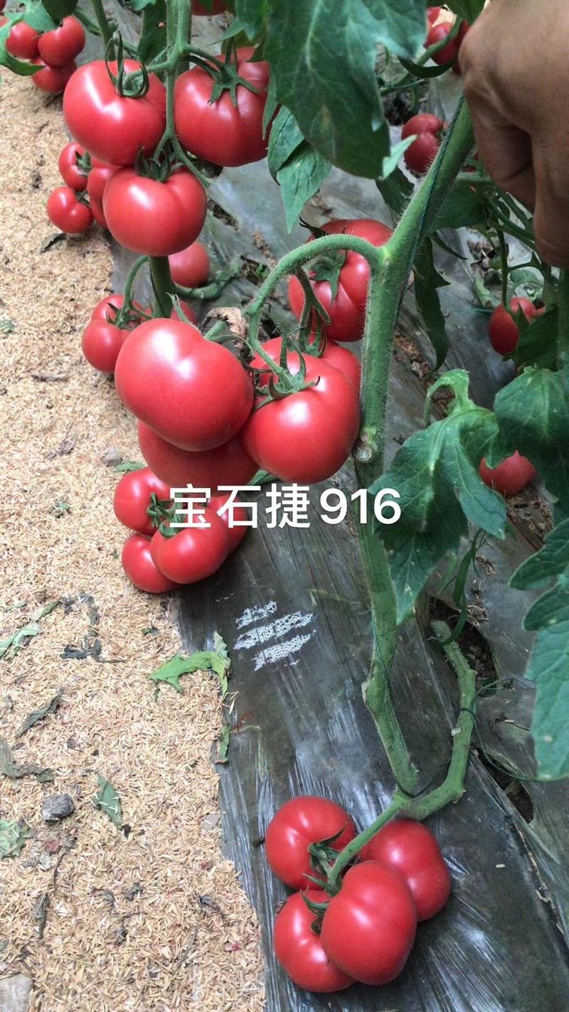西红柿苗寿光精品西红柿苗，育苗基地发货高抗病毒