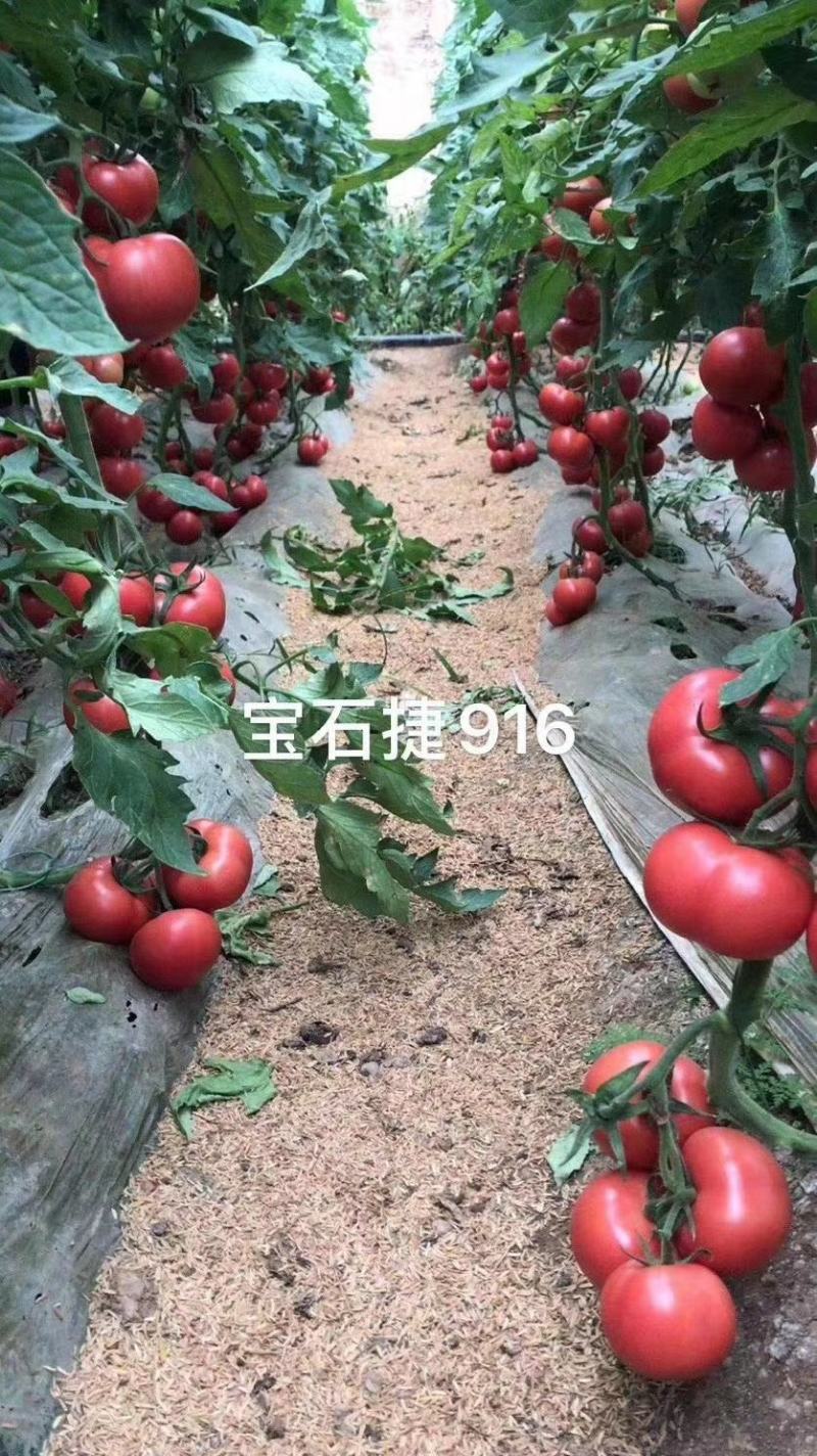 西红柿苗寿光精品西红柿苗，育苗基地发货高抗病毒
