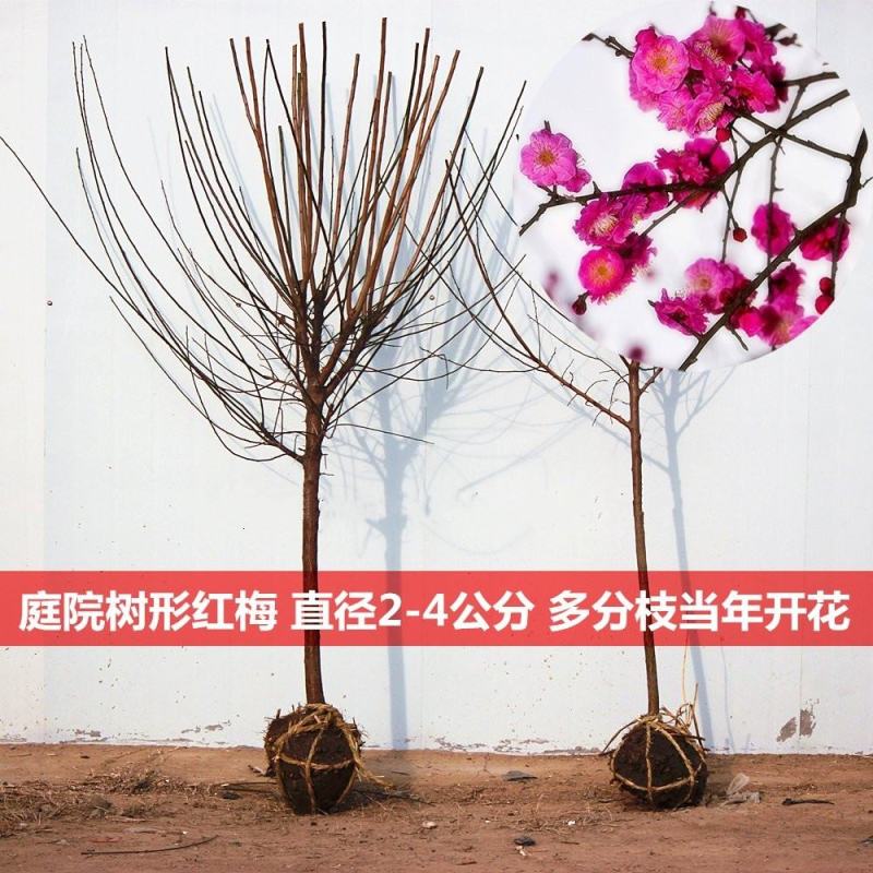 梅花盆景树桩腊梅盆景美人梅朱砂梅盆栽树桩耐寒植物绿梅红梅