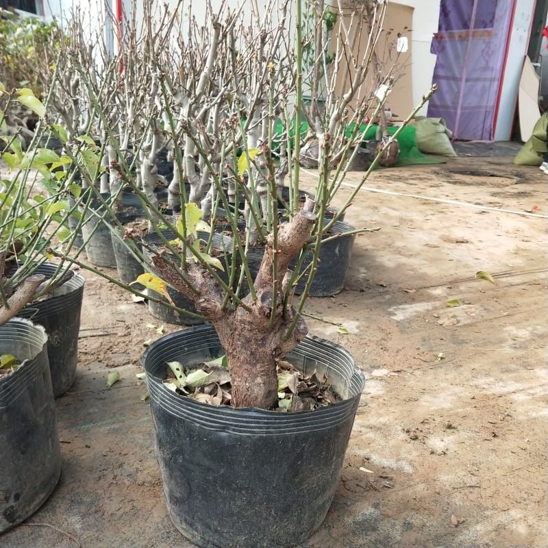 梅花盆景树桩腊梅盆景美人梅朱砂梅盆栽树桩耐寒植物绿梅红梅