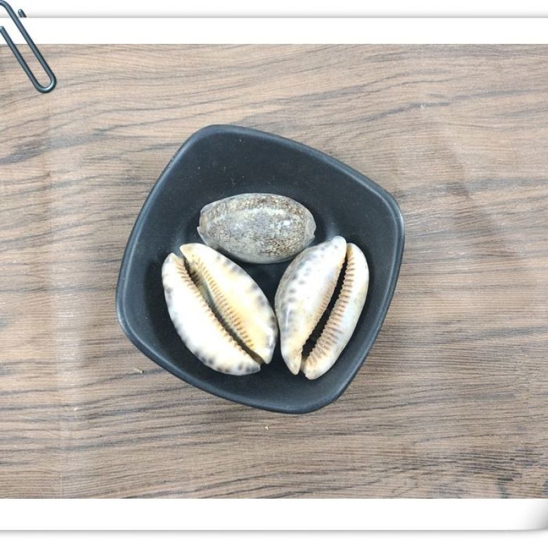 紫贝齿中药材紫贝齿紫贝文贝紫贝子南蛇牙齿