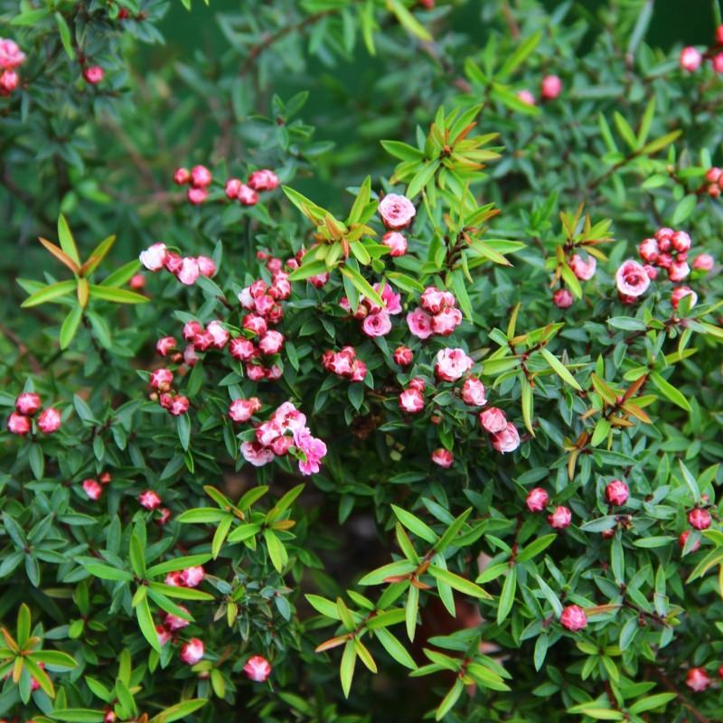 松红梅盆栽花开三色澳洲寒梅花庭院阳台花卉植物耐寒花卉