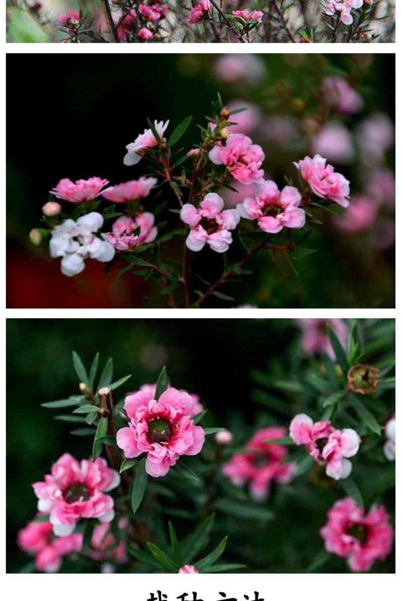 松红梅盆栽花开三色澳洲寒梅花庭院阳台花卉植物耐寒花卉