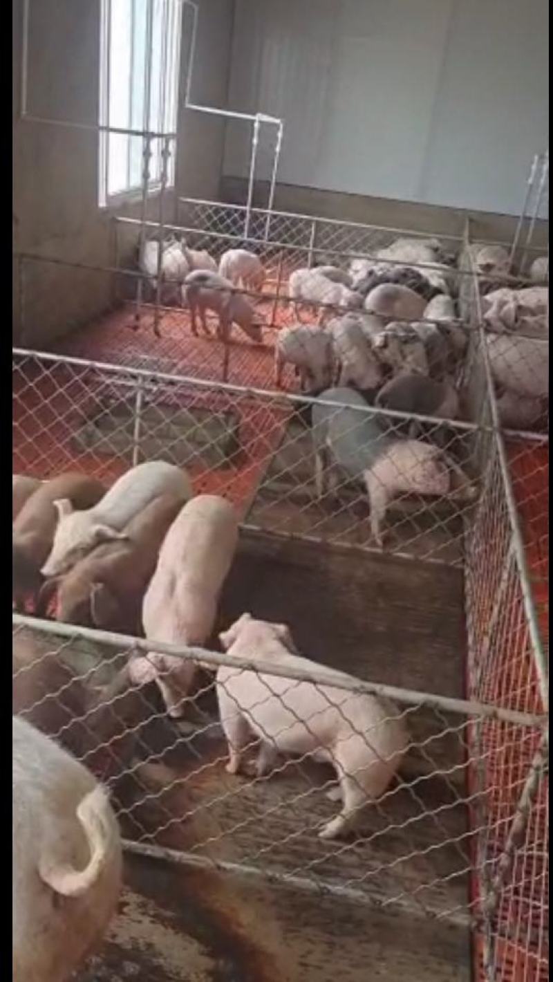 仔猪批发基地。送猪到家。长白猪苗吃的多长得快。价格美丽。
