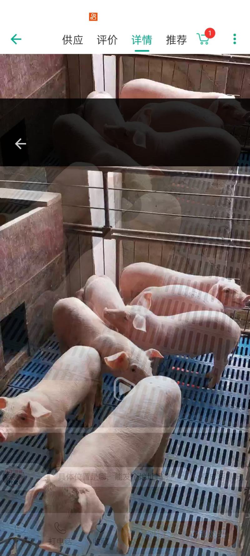 仔猪批发基地。送猪到家。长白猪苗吃的多长得快。价格美丽。