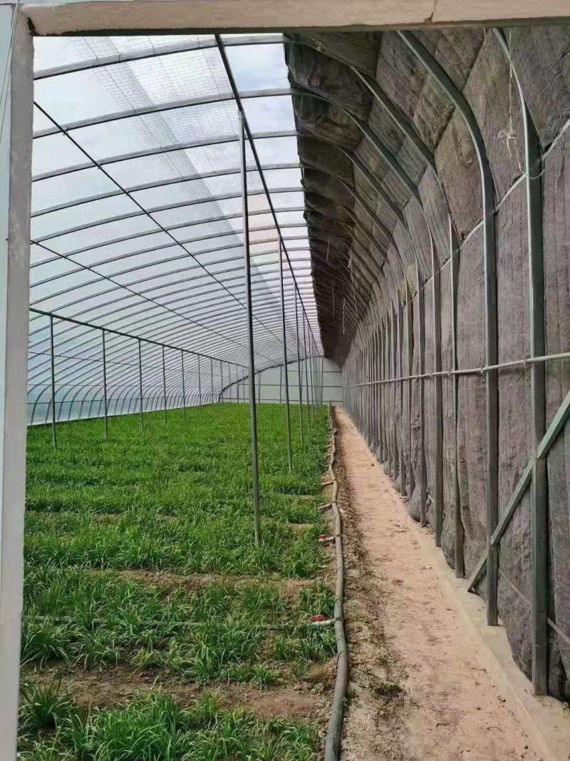各种大棚免费预算，画图，专业设计大棚，蔬菜棚，养殖棚