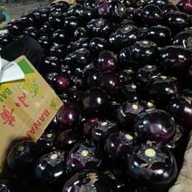 紫光圆茄5两以上产地直供货源充足质量好包装齐全产区代办