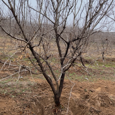 山西石榴树，运城石榴树种植基地，软籽石榴树