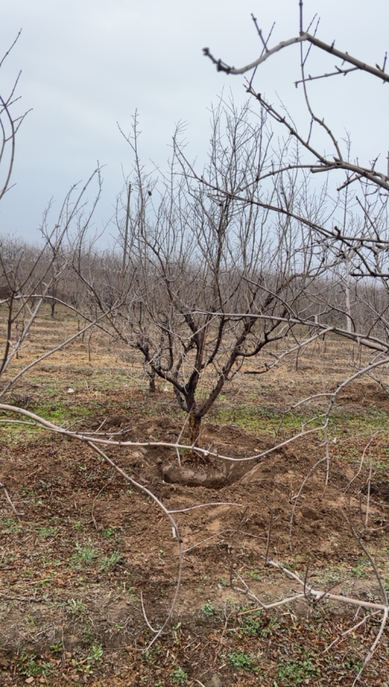 山西石榴树，运城石榴树种植基地，软籽石榴树