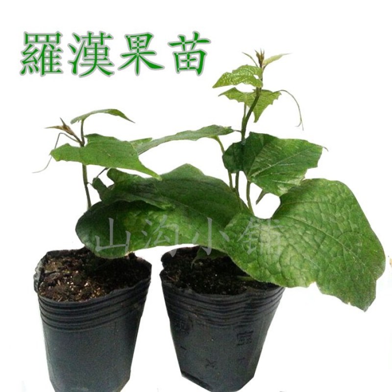 青皮罗汉果苗种子盆栽植物盆景花种子