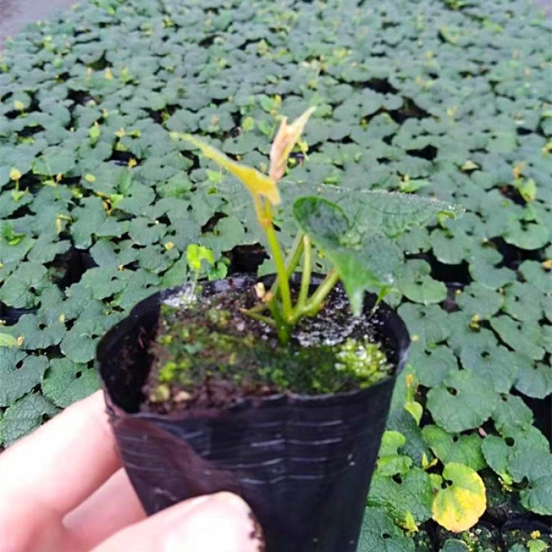 青皮罗汉果苗种子盆栽植物盆景花种子