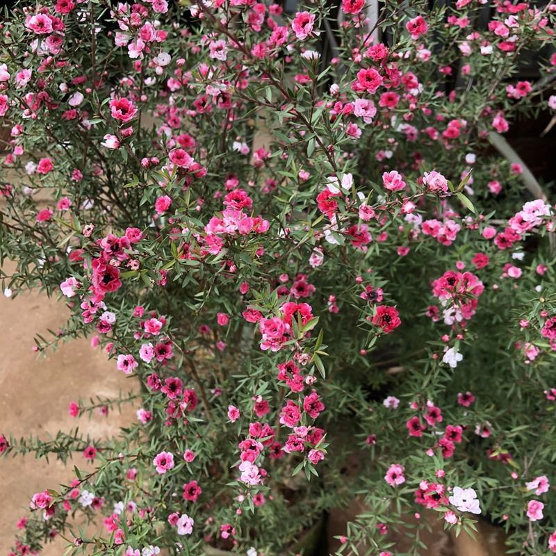 松红梅盆栽花开三色澳洲寒梅花庭院阳台花卉植物耐寒花卉