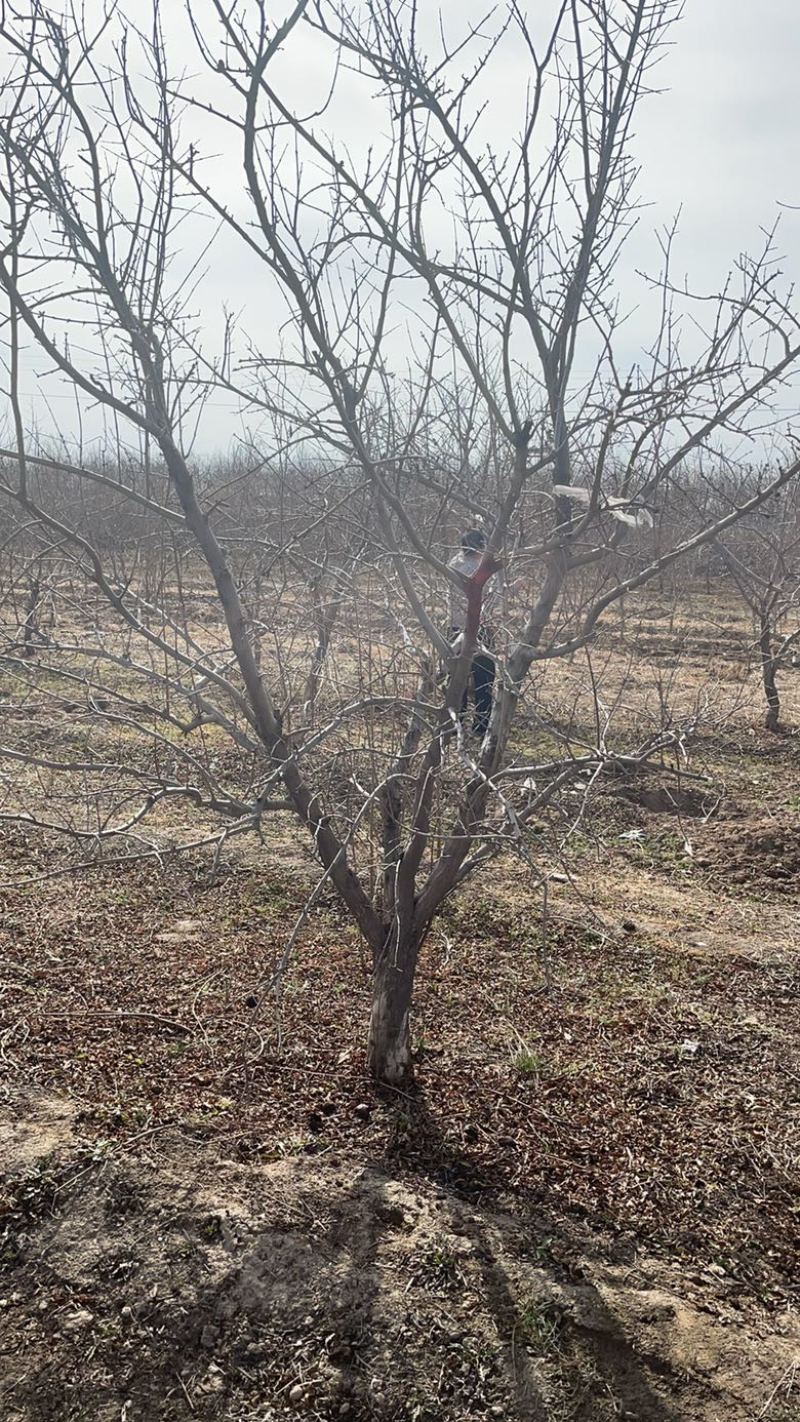 山西石榴树，运城石榴树种植基地，软籽石榴树