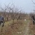 山西石榴树，运城石榴树种植基地，软籽石榴树