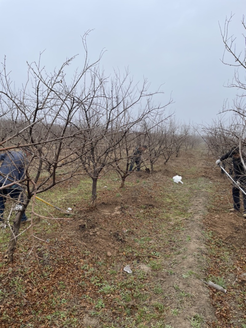 山西石榴树，运城石榴树种植基地，软籽石榴树