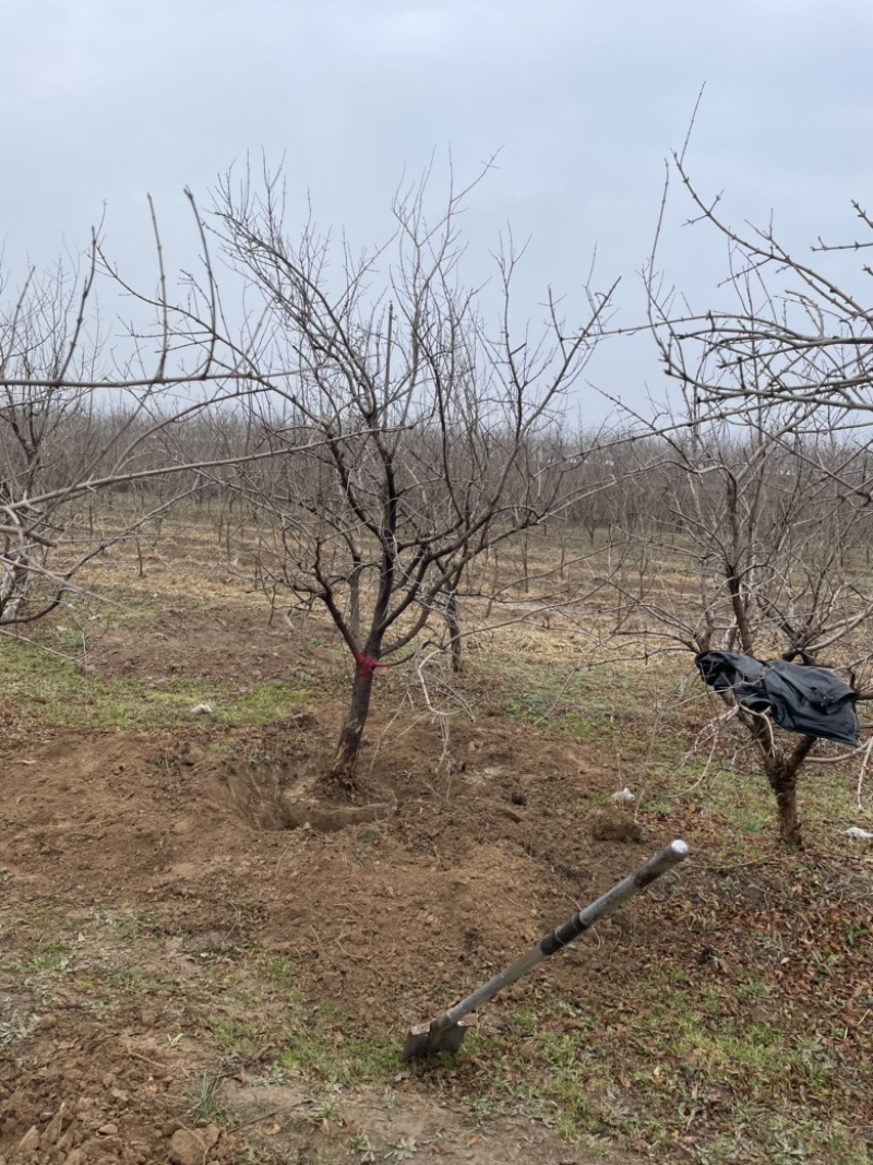 山西石榴树，运城石榴树种植基地，软籽石榴树