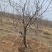 山西石榴树，运城石榴树种植基地，软籽石榴树