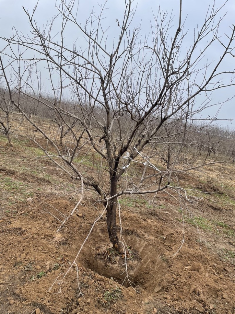 山西石榴树，运城石榴树种植基地，软籽石榴树