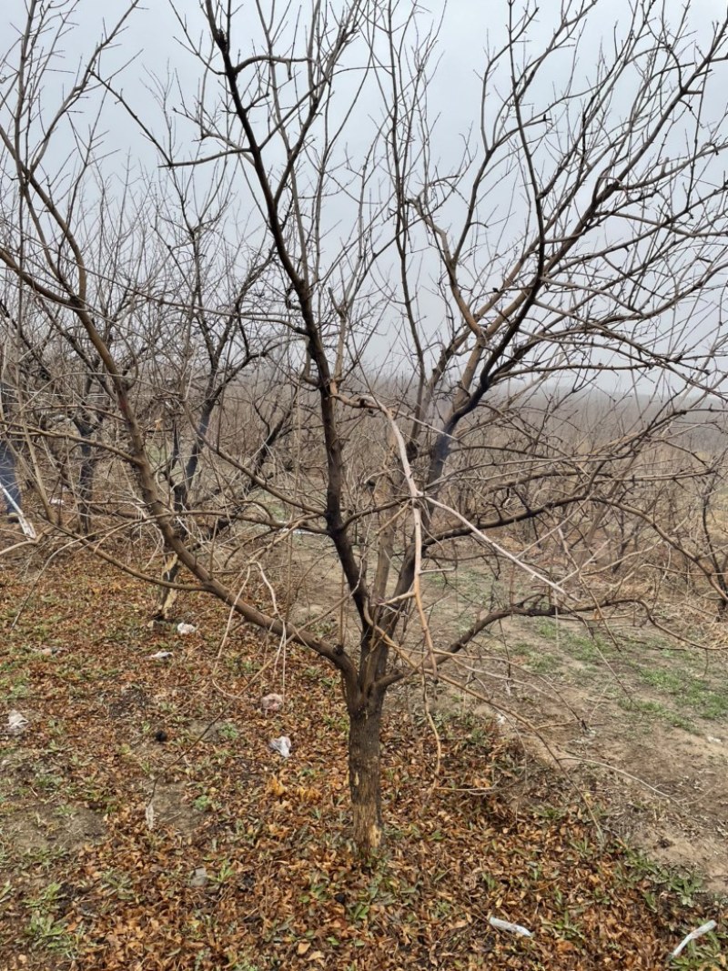 山西石榴树，运城石榴树种植基地，软籽石榴树