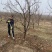 山西石榴树，运城石榴树种植基地，软籽石榴树