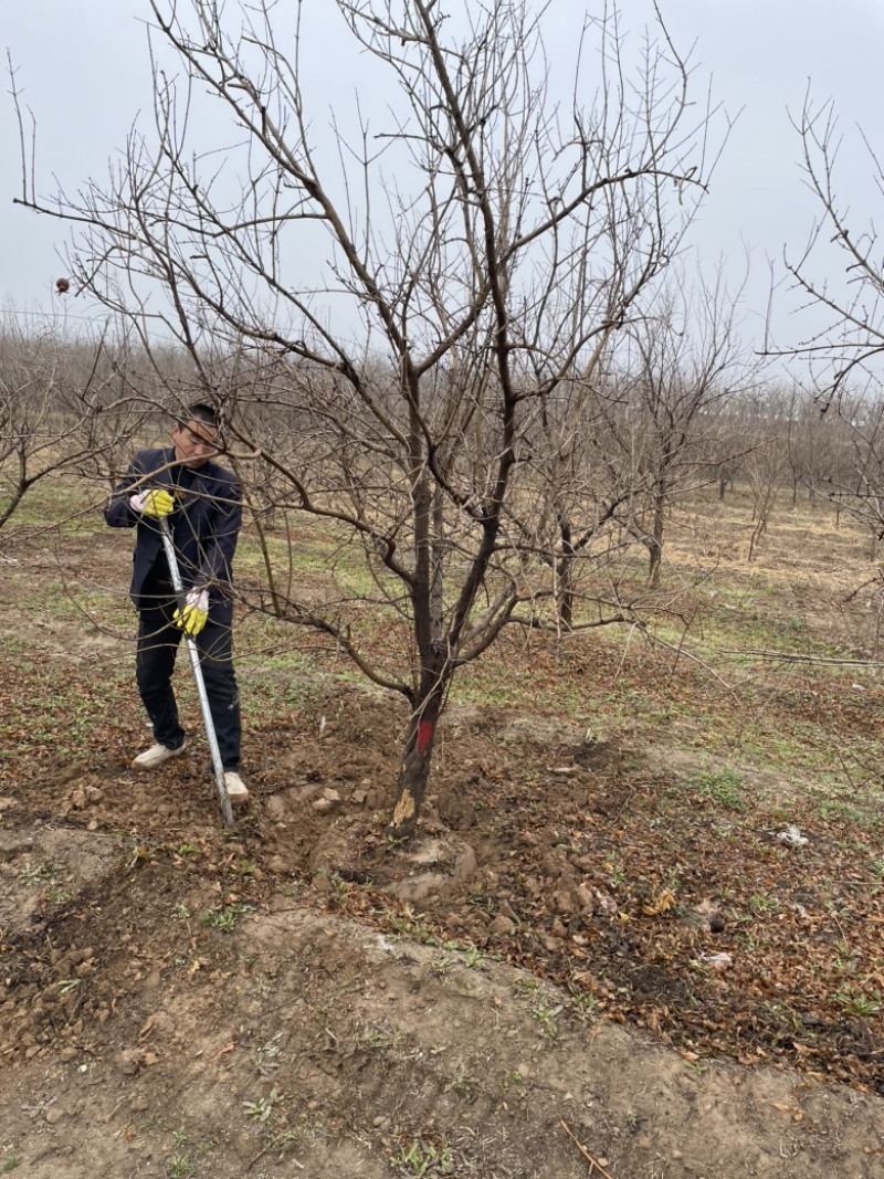 山西石榴树，运城石榴树种植基地，软籽石榴树