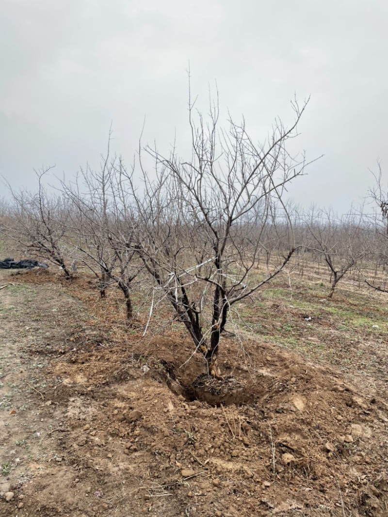山西石榴树，运城石榴树种植基地，软籽石榴树