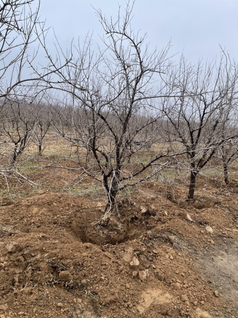 山西石榴树，运城石榴树种植基地，软籽石榴树