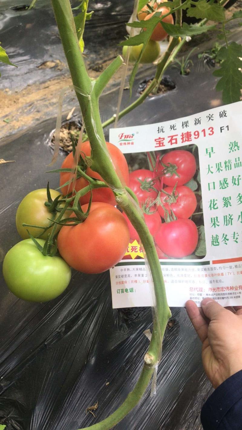 西红柿苗寿光西红柿苗，基地先挖现发抗病毒抗死成活高